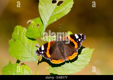 Monarch-Schmetterling auf Blatt mit natürlichen Hintergrund sitzen Stockfoto