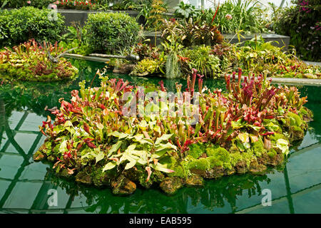 Rot / Grün Insekten essen Kannenpflanzen, Sarracenia Arten, im Pool im Nebelwald Dome in Gardens By The Bay, Singapur Stockfoto