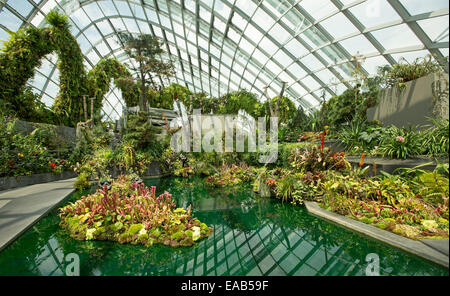 Rot / Grün Insekten essen Kannenpflanzen, Sarracenia Arten, im Pool im Nebelwald Dome in Gardens By The Bay, Singapur Stockfoto