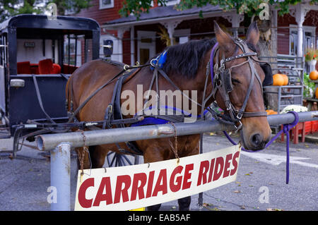 Amische Buggy-Fahrten, Vogel in der Hand, Lancaster, Pennsylvania, USA Stockfoto