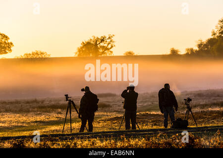 Am frühen Morgen Tierwelt und Landschaftsfotografen Silhouette gegen einen schönen Herbst Sonnenaufgang in Bradgate Park in charnwood Stockfoto