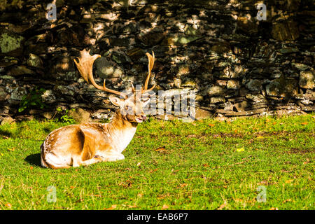Männliche Damhirsche sitzen auf dem Rasen in Bradgate Park in Charnwood Forest Stockfoto