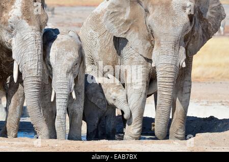 Afrikanische Elefanten (Loxodonta Africana), bedeckt mit getrockneten Schlamm, trinken am Wasserloch, Etosha Nationalpark, Namibia, Afrika Stockfoto