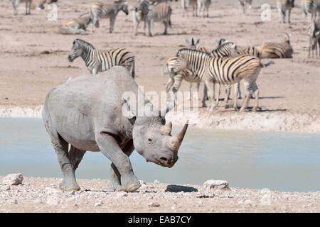 Spitzmaulnashorn (Diceros Bicornis), erwachsener Mann zu Fuß am Wasserloch mit Herde von Burchell Zebras, Etosha Nationalpark, Namibia Stockfoto