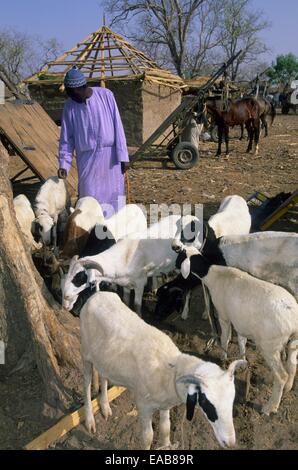 Djallonké Schafe Handel am lokalen Markt, Tambacounda, Senegal, Westafrika Stockfoto