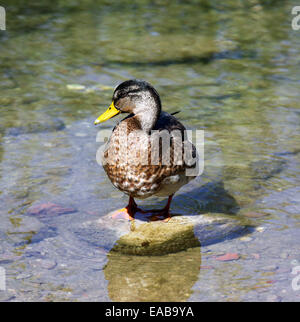 Ente stehend noch auf dem Stein am Ufer Sees Stockfoto