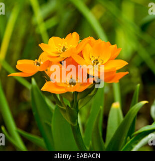 Cluster von leuchtend orange Blüten und Smaragd verlässt der "Stern von Bethlehem" - Ornithogalum Dubium Sorte 'Chesapeake Sunset'. Stockfoto