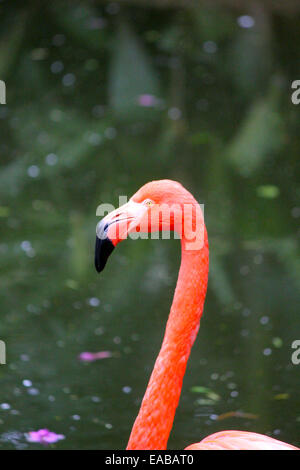 Das Profil von einem alert rosa Flamingo. Stockfoto