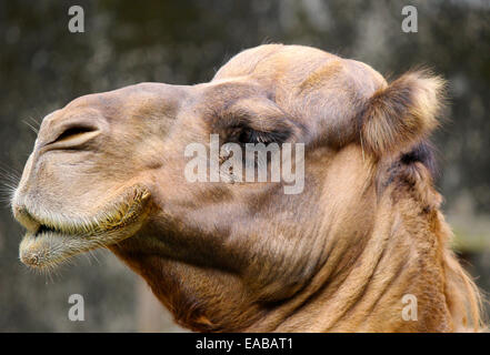Porträt zeigt Höhenplan Dromedar Kamel Stockfoto