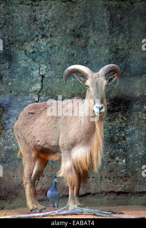 Ibex Mountain Goat Imperialpunkte über eine Taube Stola Wand im Hintergrund. Stockfoto