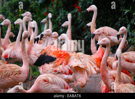 Kolonie von rosa Rosaflamingos Stockfoto