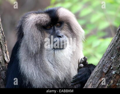 Nahaufnahme eines Löwen-tailed Macaque oder Wanderoo (Macaca Silenus) Hände reiben Stockfoto