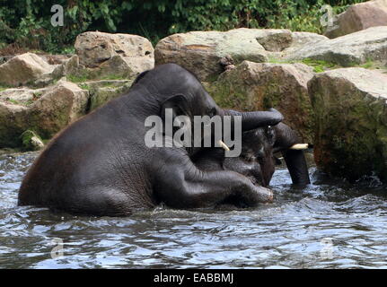 Junger Stier asiatische Elefanten (Elephas Maximus) Baden und tummeln sich in einem See Stockfoto