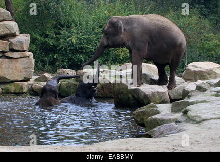 Weibliche indische Elefant (Elephas Maximus) schwingen ihren Stamm in Gruß, Stier zwei junge asiatische Elefanten Baden Stockfoto