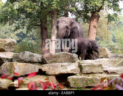 Asiatische Elefanten (Elephas Maximus) Mutter und ihr junges Kalb Stockfoto