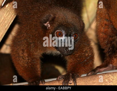 Rotbauch-Lemur (Eulemur Rubriventer) Nahaufnahme von Oberkörper und Kopf, gerichtete Kamera Stockfoto