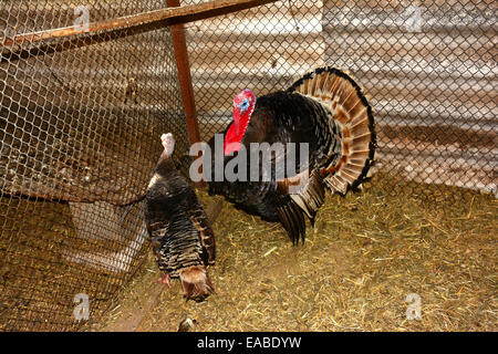 Türkei-Balz innerhalb eines Gehäuses Geflügel Stockfoto