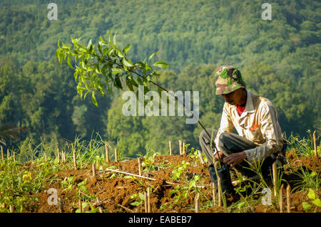 Ein Arbeiter, der einen Baum für ein Baumpflanzprogramm in einem Gebiet in der Nähe des Nationalparks Mount Gede Pangrango vorbereitet. Cicurug, Sukabumi, West-Java, Indonesien. Stockfoto