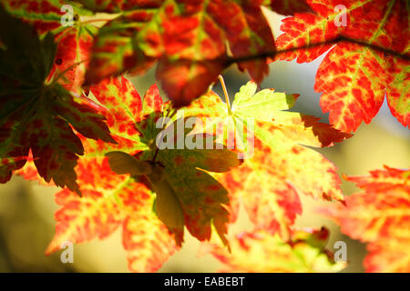 brillante Herbstfärbung wechselnder Ahorn Blätter Jane Ann Butler Fotografie JABP1339 Stockfoto