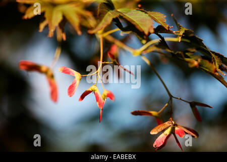 Herbst Ahorn und Samaras Jane Ann Butler Fotografie JABP1334 Stockfoto