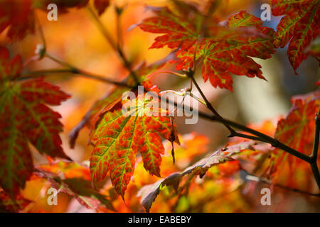 brillante Herbstfärbung wechselnder Ahorn Blätter Jane Ann Butler Fotografie JABP1336 Stockfoto