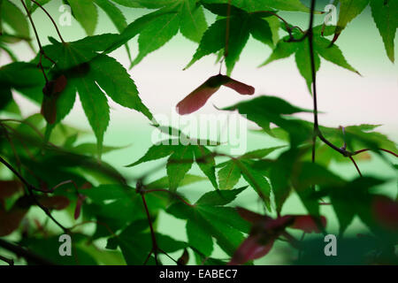 Herbst Ahorn und Samaras Jane Ann Butler Fotografie JABP1331 Stockfoto