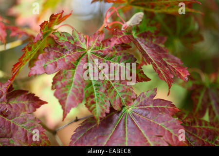 schöne markante Rebe-leaved Vollmond Ahornblätter im Herbst Jane Ann Butler Fotografie JABP1335 Stockfoto