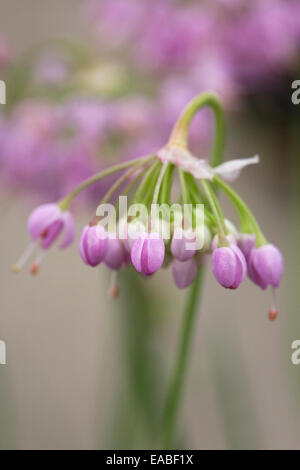 Allium Cernum in einem englischen Garten. Lady es Lauch Blumen. Stockfoto