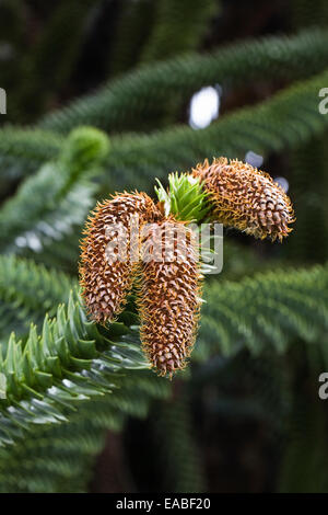 Araucaria araucana. Monkey Puzzle Tree Kegel. Stockfoto