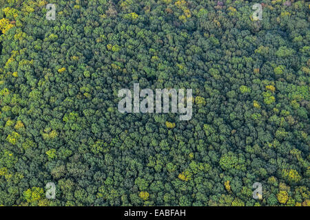 Eine Luftaufnahme des Baldachins von Wald in England Stockfoto