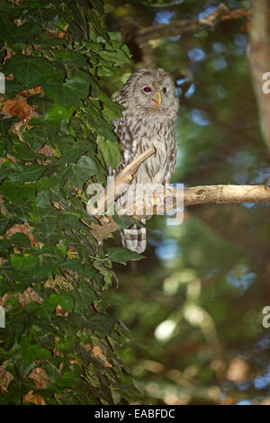 Habichtskauz (Strix Uralensis) thront auf einem Ast im Wald Stockfoto