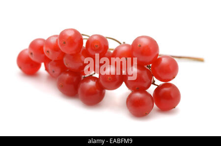 Beeren der Schneeball (Viburnum Opulus) isoliert auf weiss Stockfoto