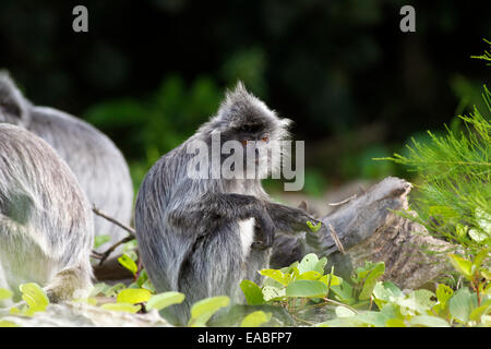 Silbrig Gruppen - Trachypithecus Cristatus - auch bekannt als der Affe Blattsilber, Bako Nationalpark, Sarawak, Malaysia Stockfoto