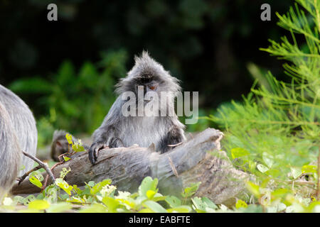 Silbrig Gruppen - Trachypithecus Cristatus - auch bekannt als der Affe Blattsilber, Bako Nationalpark, Sarawak, Malaysia Stockfoto