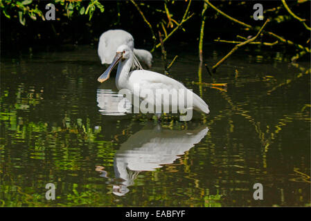 Eurasische Löffler (Platalea Leucorodia) in Wasser Stockfoto