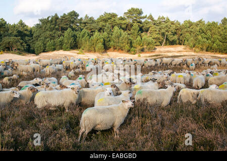 Herde Schafe am Nationalpark Loonse En Drunense Duinen in den Niederlanden (Kempisch Heideschaap offiziell slow-Food-Rennen) Stockfoto