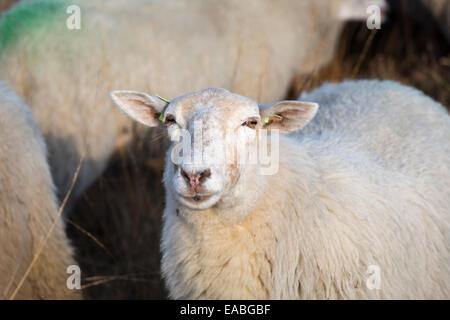 Schafe auf nationaler Park 'Loonse En Drunense Duinen' in den Niederlanden (Kempisch Heideschaap offiziell Slowfood Rennen). Stockfoto