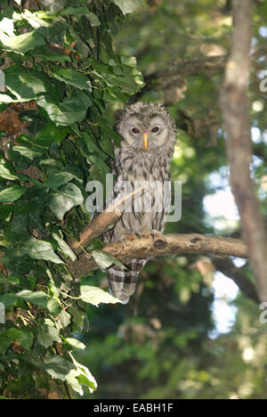 Habichtskauz (Strix Uralensis) thront auf einem Ast im Wald Stockfoto