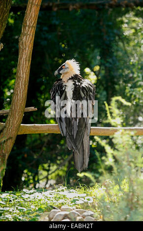 Bartgeier oder Bartgeier (sollten Barbatus) Stockfoto