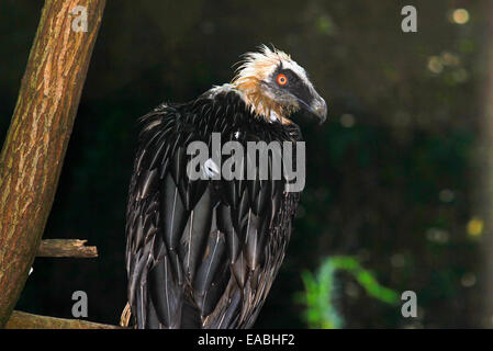 Bartgeier oder Bartgeier (sollten Barbatus) Stockfoto