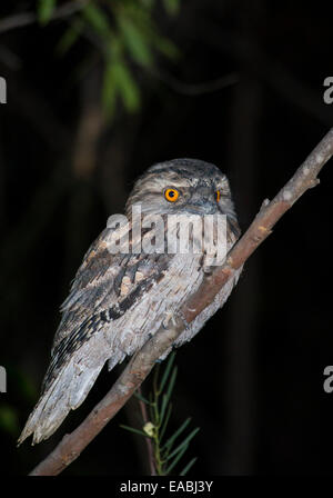 Tawny Frogmouth (ein Strigoides), Australien Stockfoto