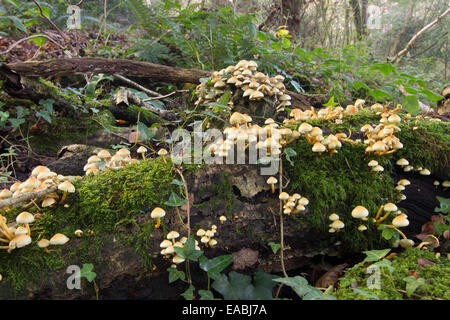 Cluster des Holzes Fäulnis Sulphur tuft Pilz, Grünblättriger Fasciculare var fasciculare Stockfoto
