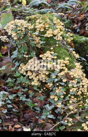 Cluster des Holzes Fäulnis Sulphur tuft Pilz, Grünblättriger Fasciculare var fasciculare Stockfoto