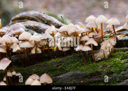 Fruchtung Pilze der gruppierten oder Eiche Motorhaube, Mycena Inclinata, wächst auf einem gefallenen Eiche Ast Stockfoto