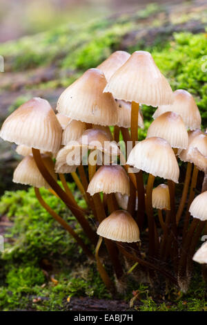 Fruchtung Pilze der gruppierten oder Eiche Motorhaube, Mycena Inclinata, wächst auf einem gefallenen Eiche Ast Stockfoto