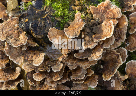 Oberseits Turkeytail Halterung Pilz, Trametes versicolor, auf einen umgestürzten Baumstamm Stockfoto