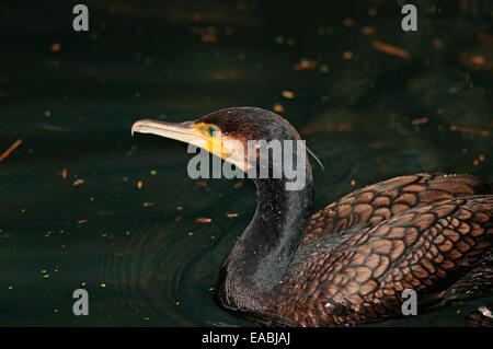 Europäischen Kormoran (Phalacrocorax Carbo) Stockfoto