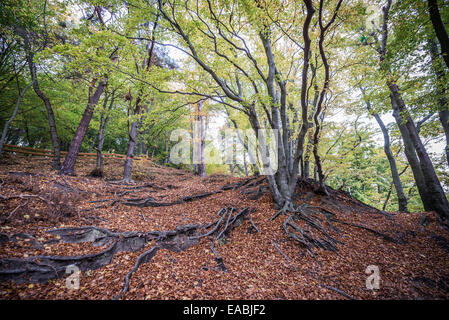 Klippe-wie Küste (Kepa Redlowska) über Ostsee am Rande des Redlowo und Orlowo Bezirke in Gdynia, Polen Stockfoto