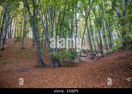 Klippe-wie Küste (Kepa Redlowska) über Ostsee am Rande des Redlowo und Orlowo Bezirke in Gdynia, Polen Stockfoto