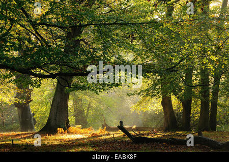 Süd-Oakley Einzäunung, New Forest. Herbst Stockfoto